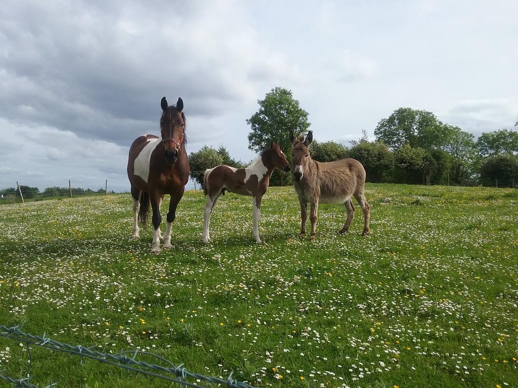 Rocksberry Bed & Breakfast Castlebar Extérieur photo